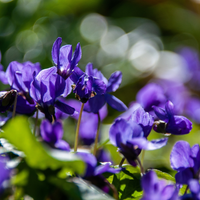 Alpha Isomethyl Ionone (Violet-Wood Molecule)