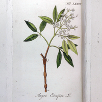 Amyris Essential Oil