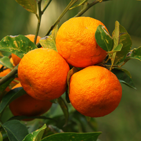 Orange, Bitter Essential Oil