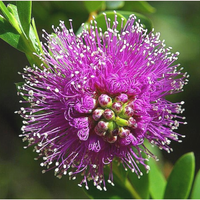 Myrtle, Honey Essential Oil