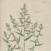 Tarragon Essential Oil