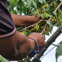 Ylang Ylang, Extra Essential Oil (Madagascan)