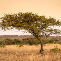 Acacia Accord