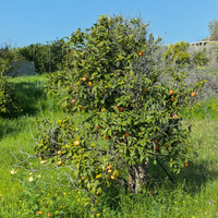 Bergamot Essential Oil (Premium)