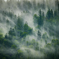 Black Spruce Essential Oil
