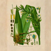 Cardamom Essential Oil