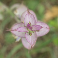 Clary Sage Essential Oil