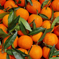 Clementine Essential Oil