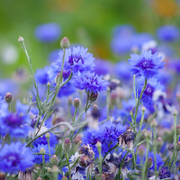 Cornflower Petals (Dried)