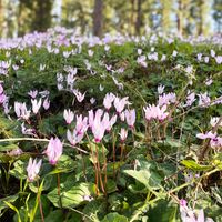 Cyclamen Aldehyde