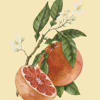 Grapefruit, Pink Essential Oil