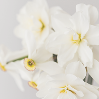 Narcissus Accord
