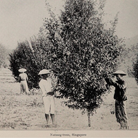 Nutmeg Essential Oil