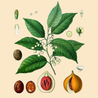 Nutmeg Essential Oil