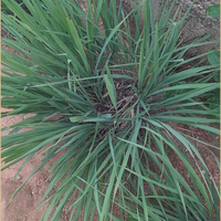 Palmarosa Essential Oil