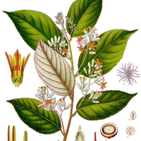 Benzoin, Styrax Resinoid