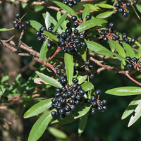 Pepper, Mountain (Tasmanian Native Pepper)