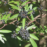 Tasmanian Pepperberry Absolute