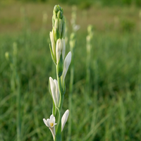 Tuberose Absolute Accord