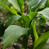Turmeric Root Essential Oil