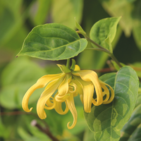 Ylang Ylang, Extra Essential Oil (Madagascan)