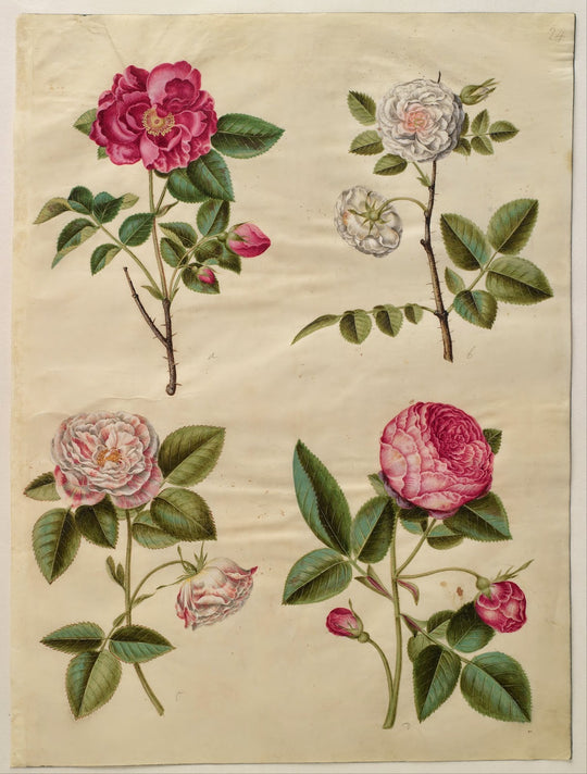 Rose Oil Recipes The Parfum Apothecary