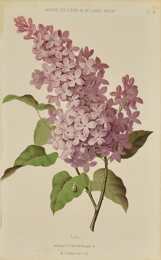 Perfume Recipes for Violet, Heliotrope, Jonquil, Lilac, Lily & Magnolia, from 1868