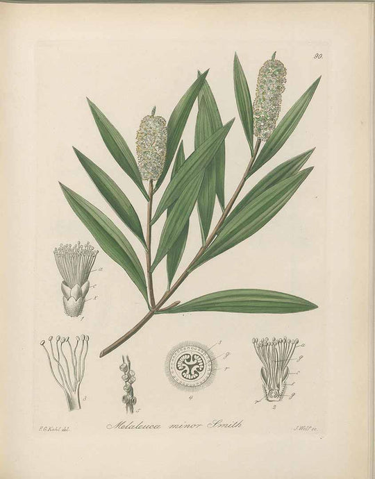 Ingredient in the Spotlight: Tea Tree