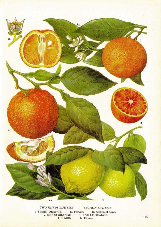 Perfume Recipes for Orange Flower, Orange & Lemon, 1868