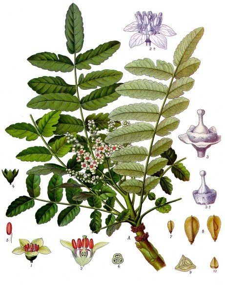 Ingredient in the Spotlight: Frankincense