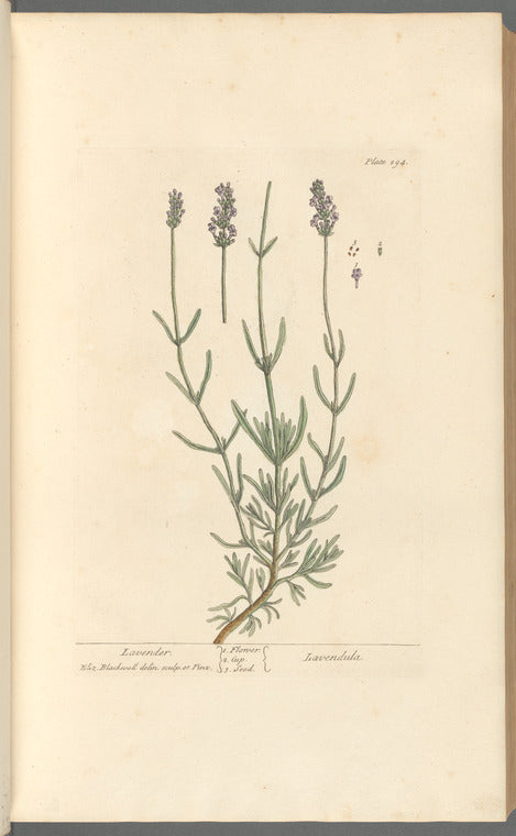 Perfume Recipes for Lavender & Rosemary, from 1868