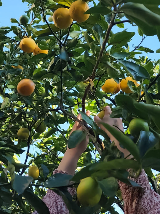 The Apothecary's Garden: Lemon Harvest & Recipes