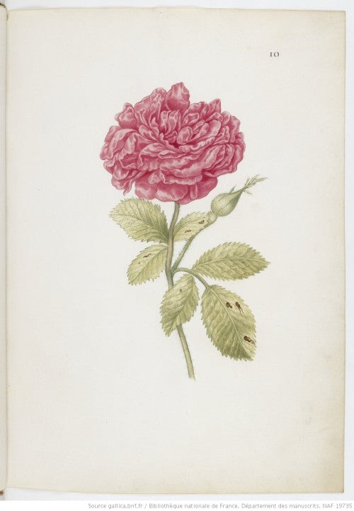 How To Make Rose-Water, from 1772