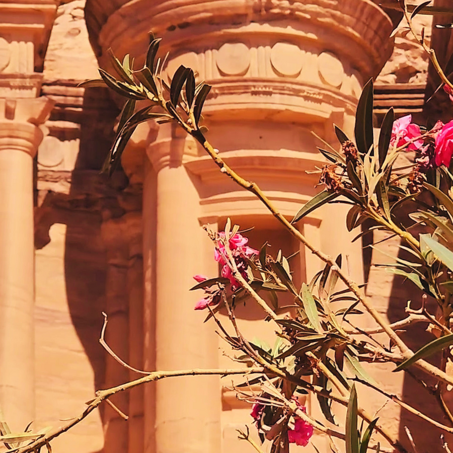 Oleanders at the Treasury in Petra, Jordan.