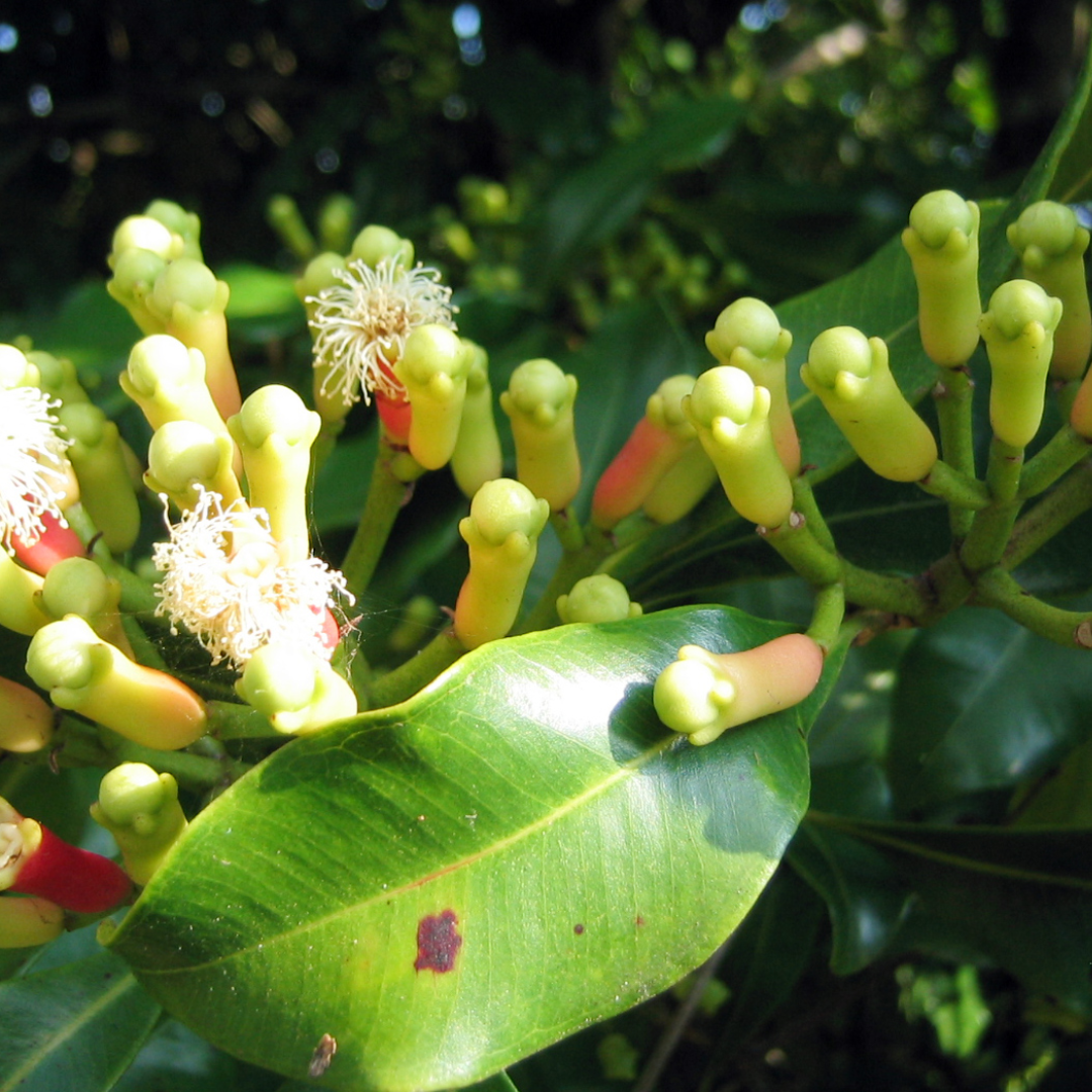 Clove Bud Essential Oil