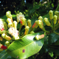 Clove Bud Essential Oil