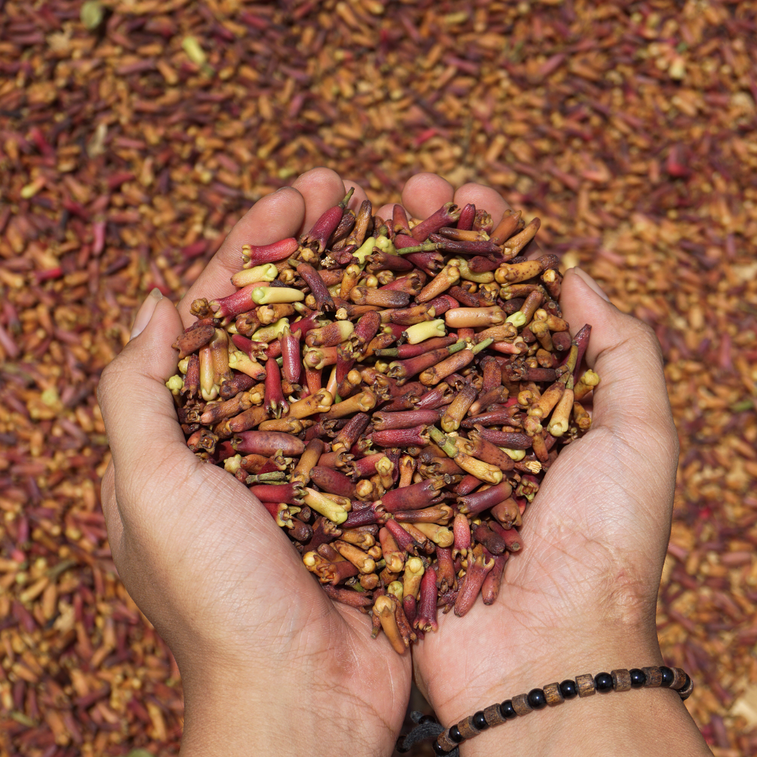 Clove Bud Essential Oil