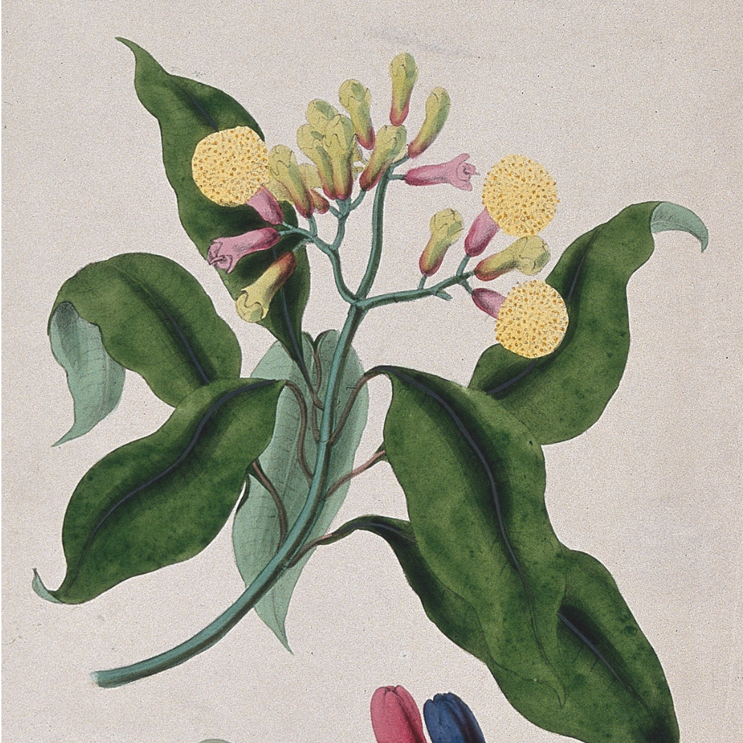 Clove Bud Essential Oil