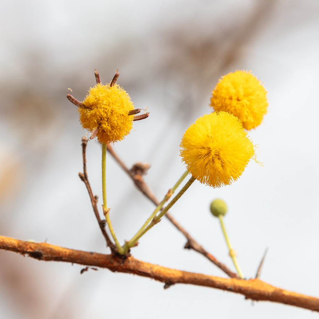 Acacia Accord