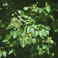 Amyris Essential Oil