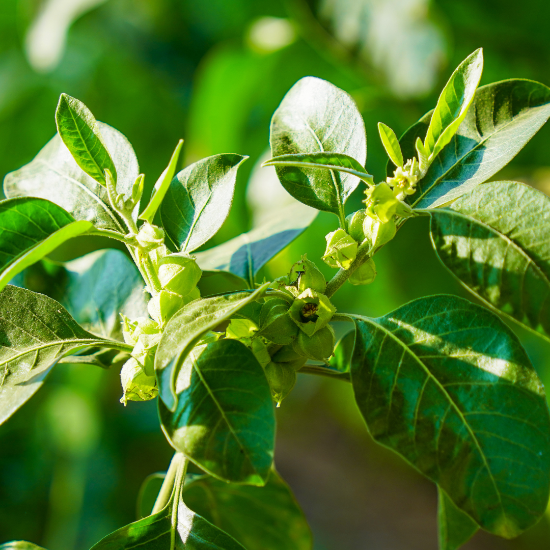 Ashwagandha, Withania Root (Dried)