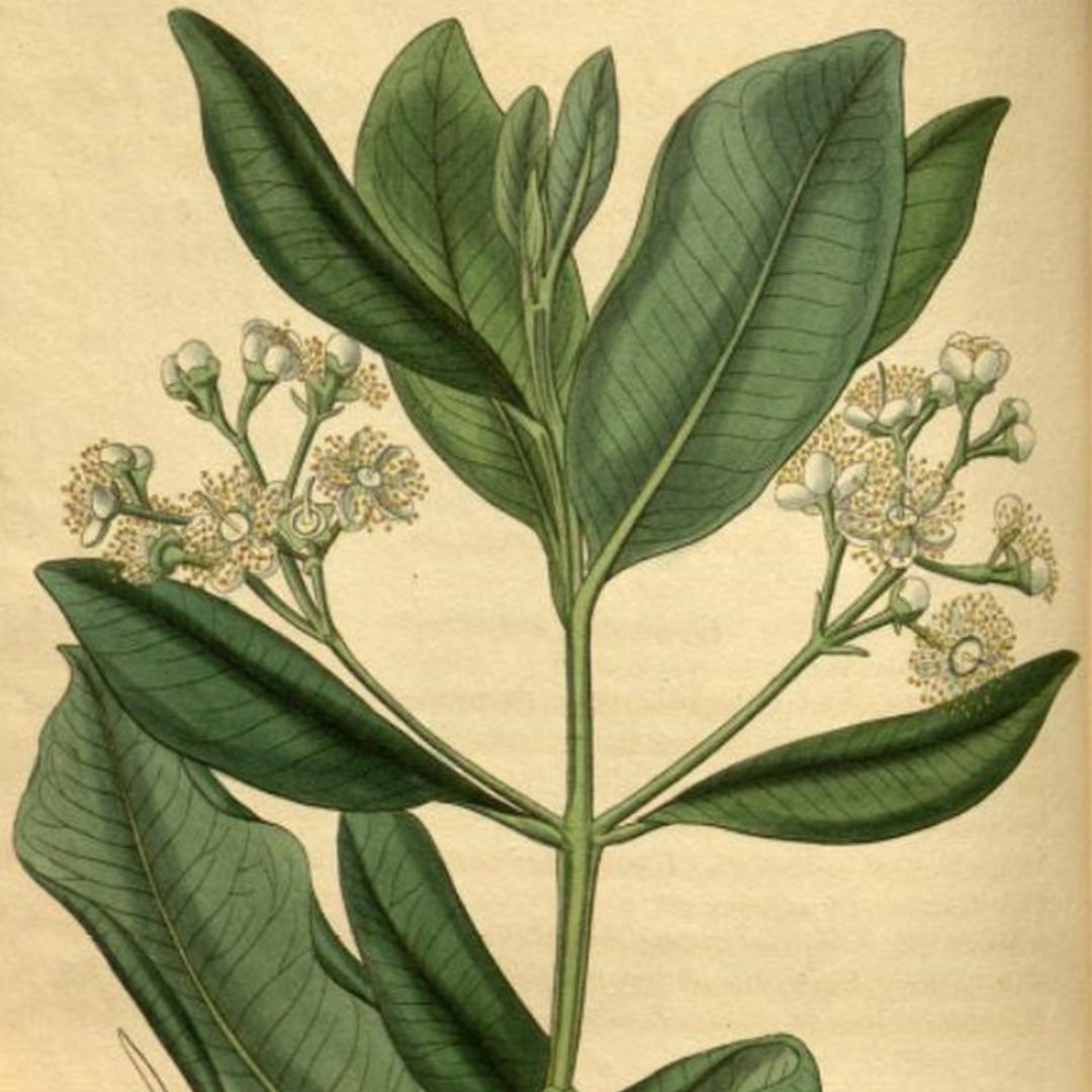 West Indies Bay Essential Oil