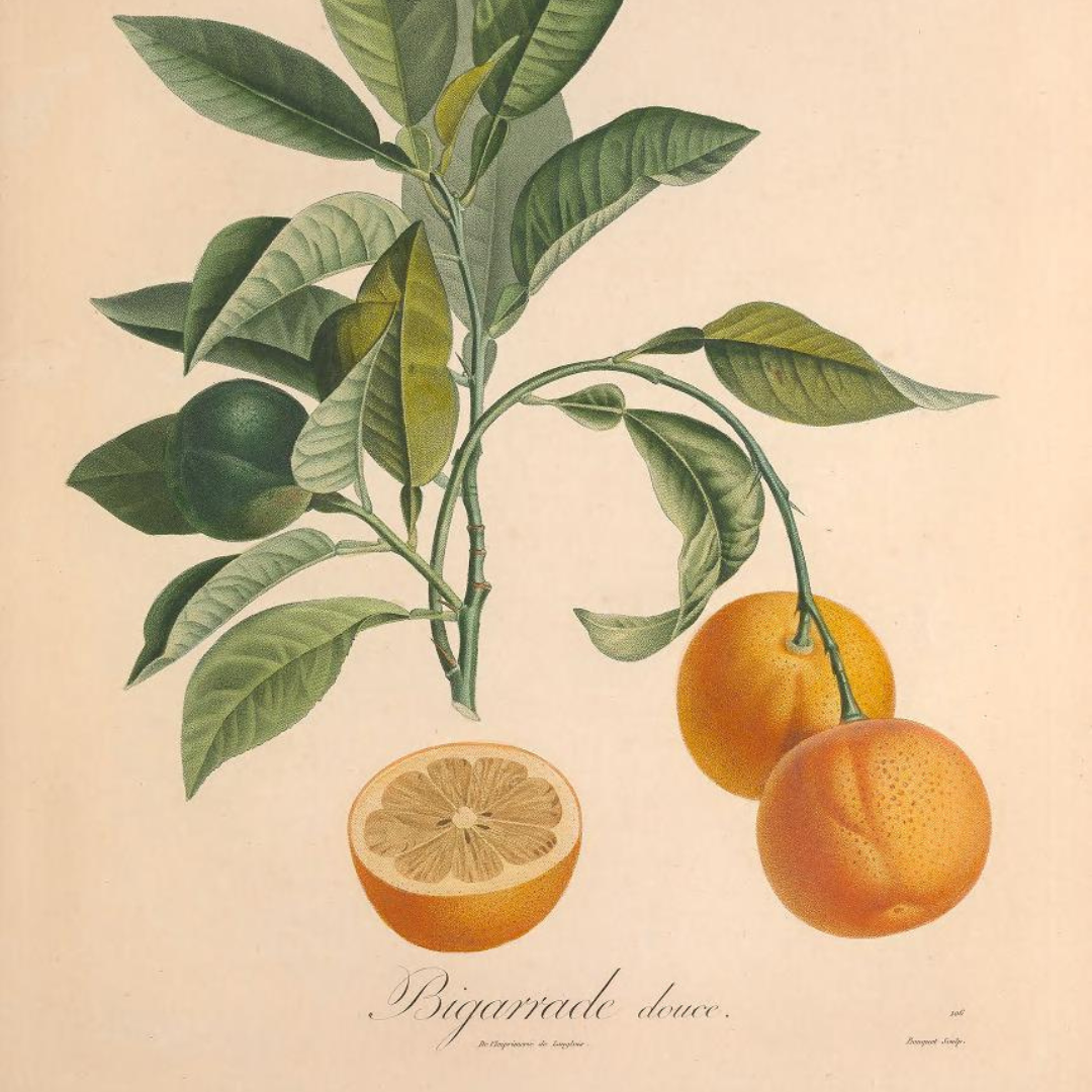 Orange, Bitter Essential Oil
