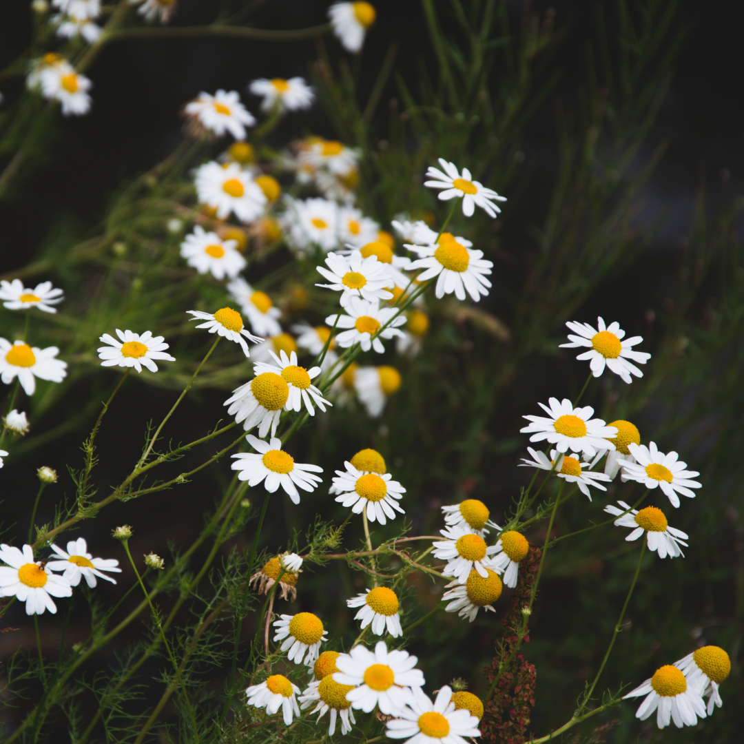 Chamomile, Blue Essential Oil
