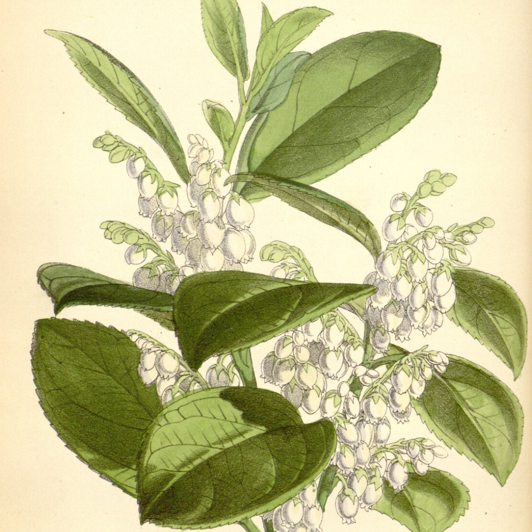 Buddhawood Essential Oil