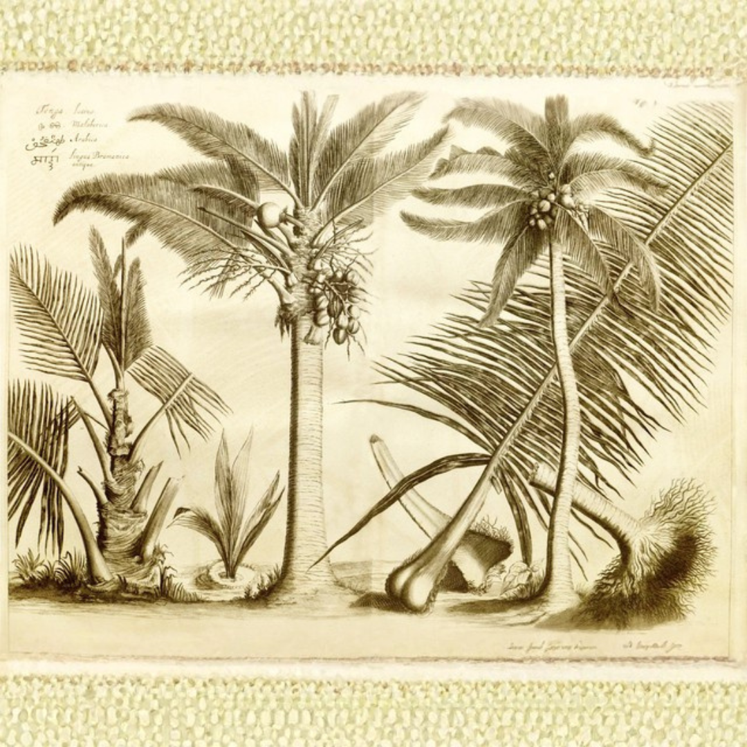 Coconut Accord