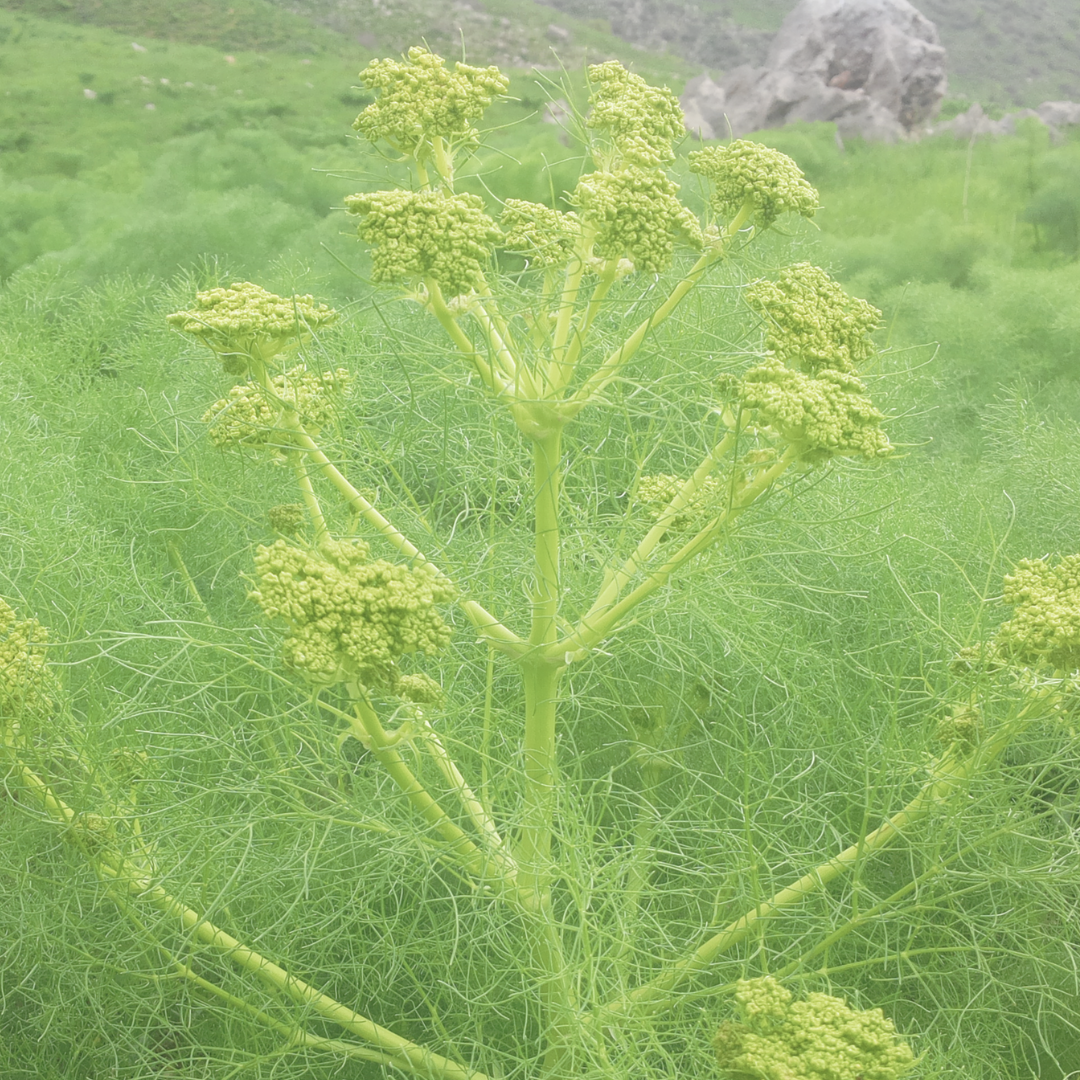 Galbanum Accord