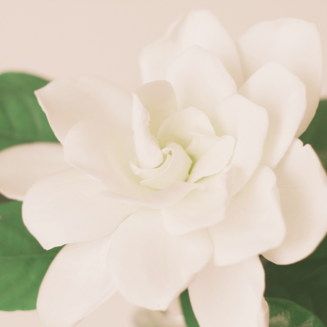 Gardenia Accord