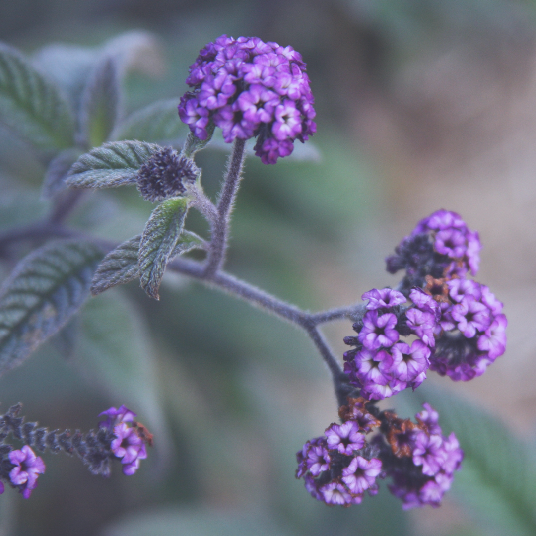 Heliotrope Accord