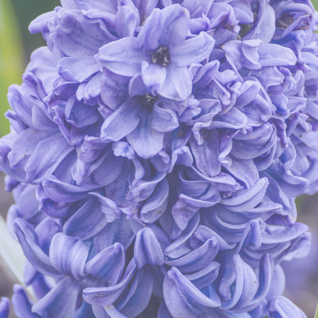 Hyacinth Accord